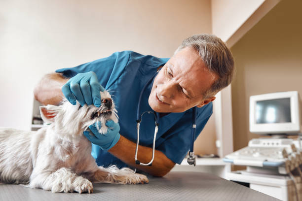 Best Emergency Tooth Extraction  in Ashville, OH